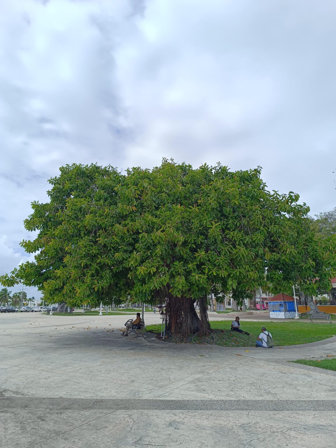 Hule Tree Árbol De Hule – SEMA