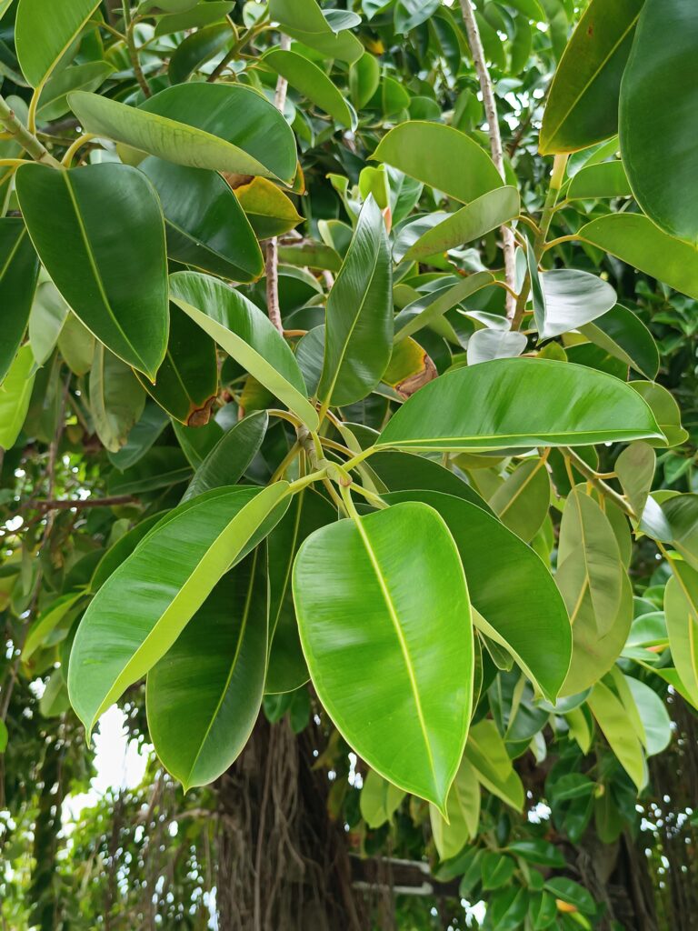Hule Tree Árbol De Hule – SEMA
